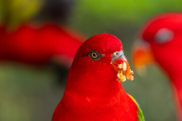 Red Lory in Singapore bird park 
