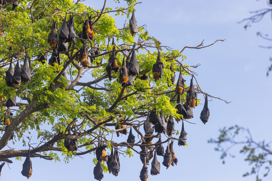 Indian Flying Fox Bats (Pteropus medius) Roosting in Large Colony in Trees, Tissamaharama, Sri Lanka