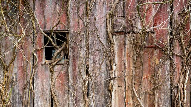 Vine covered wall of a dilapidated old red barn background texture