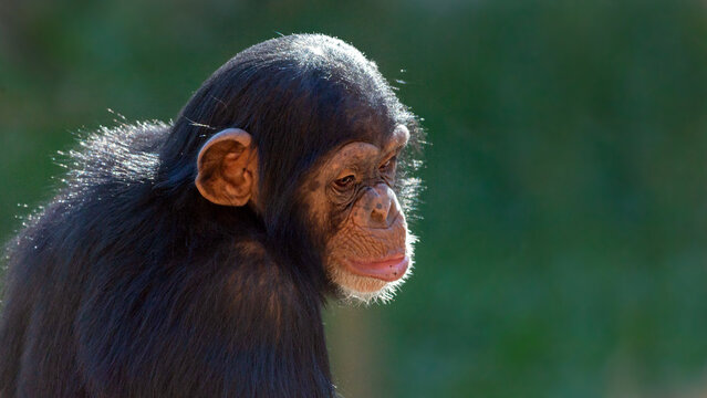 Portrait of a thoughtful young chimpanzee 