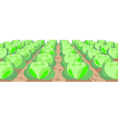 Rows of fresh lettuce growing in green farmland under sunlight  