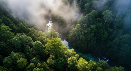 Aerial view of lush green forest canopy with a river winding through mist.
