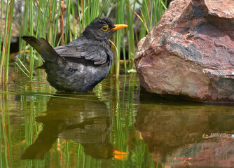 Amsel am Wasser