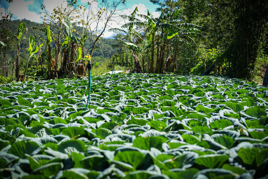 Cabbage Farm Field with Banana Trees in Sagada