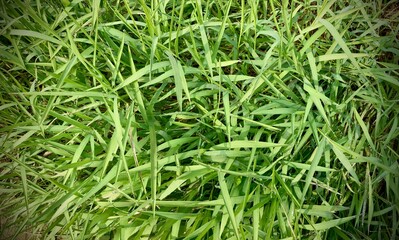 vibrant textured beauty of fresh green grass. green grass background