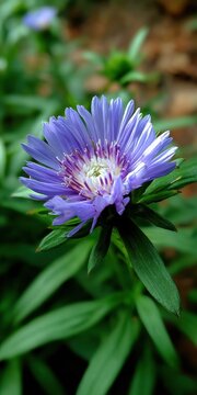 Stokes Aster Blossom: A Captivating Closeup of Nature's Spring Delight in Lush Green Garden