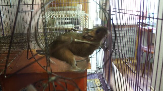 The degu, or Chilean squirrel Octodon degus, is a South American rodent of the octodont family, endemic to Chile. In captivity, the animal is kept in a cage, runs on a wheel, and stops and watches.