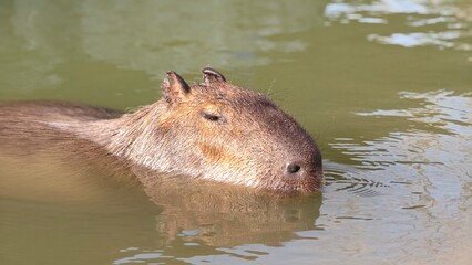 Cute capybara relaxing in pond.