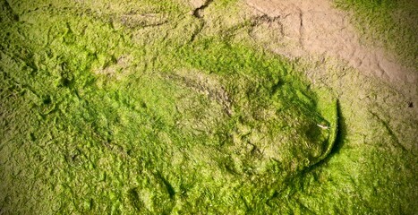 vibrant algae rock face, vibrant green algae clinging to a rough, natural beauty of the environment is in focus. moss covered with a vibrant interplay of colors and organic patterns background