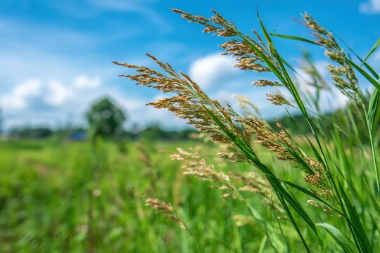 Lush Johnson Grass: Vibrant Green Leaves and Seeds Under a Bright Summer Sky