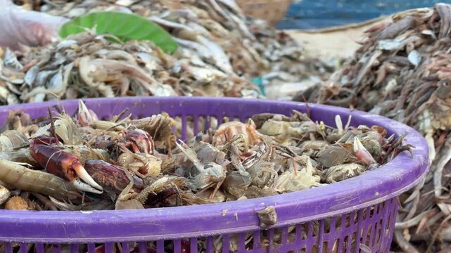 Mixed bycatch species are organized by hand at a landing site, emphasizing manual labor and routine processing of incidental marine catch. Coastal economy.