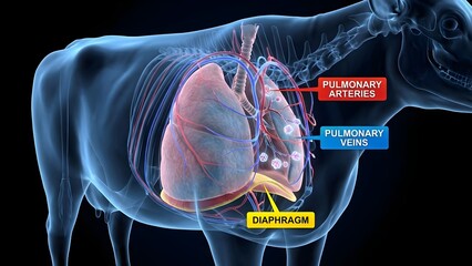 Detailed anatomical illustration of a transparent Bovine body focusing on the respiratory system with labeled pulmonary arteries, pulmonary veins, and diaphragm