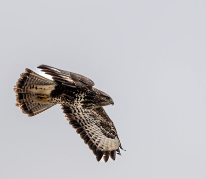 M&auml;usebussard im Flug