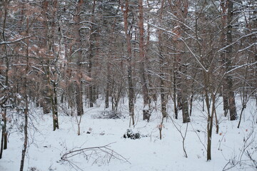 Fototapeta premium Snow-covered pine forest in winter with tall trees, frosted branches, and quiet woodland atmosphere, natural seasonal landscape showing cold weather, tranquility, and untouched nature scenery.