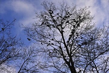 Fototapeta premium birds, tree and the sky