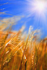 Golden wheat field under bright sunlight and blue sky, symbolizing life, growth, hope, abundance, and the power of nature.