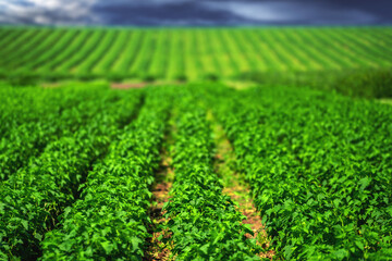 Row of blackcurrant bushes on a summer farm in sunny day. Location place of Ukraine, Europe. Scenic image of agrarian land. Selective focus in the foreground. Horizontal image.