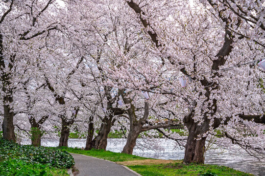 Japan Cherry blossom trees row along Takada Castle park lake and Japanese Northern Alps backgreound in Joetsu, Niigata, Japan.
