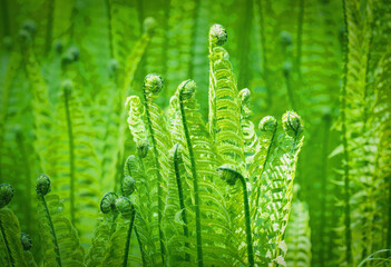 Beautiful fragile fern leaf, ornamental foliage. Natural floral fern background.  Close up. Selective focus. Horizontal image.