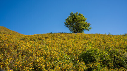Yellow wildflower meadow with lone tree under clear blue sky in northern Thailand