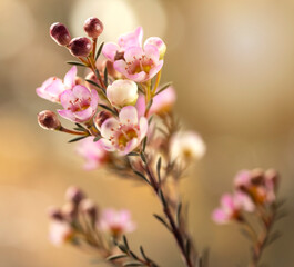 R&oacute;żowe, delikatne kwiaty Wosk&oacute;wki na jasnym tle, tapeta , dekoracja.