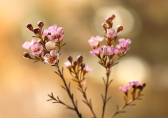 R&oacute;żowe, delikatne kwiaty Wosk&oacute;wki na jasnym tle, tapeta , dekoracja.