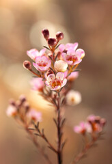 R&oacute;żowe, delikatne kwiaty Wosk&oacute;wki na jasnym tle, tapeta , dekoracja.