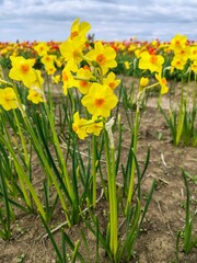 Sprintime tulip field. Floral background.