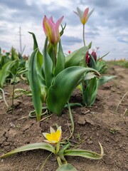 Sprintime tulip field. Floral background.