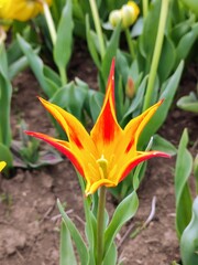 Sprintime tulip field. Floral background.