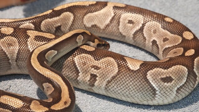 The Ball Python Snake (Python Regius).