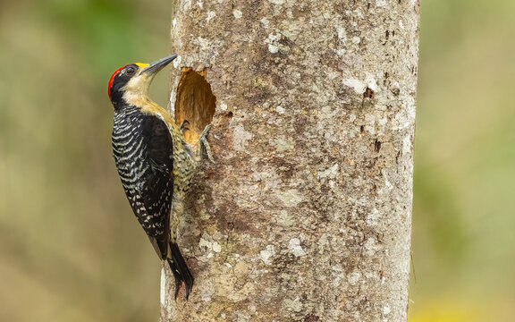 Schl&auml;fenfleckspecht (Melanerpes pucherani)