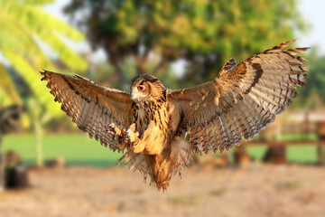 A beautiful Eurasian eagle-owl is flying back to its owner.