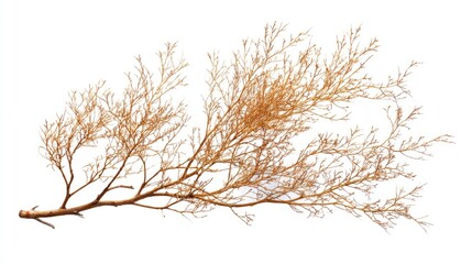 Obraz premium Bare Tree Branch Isolated