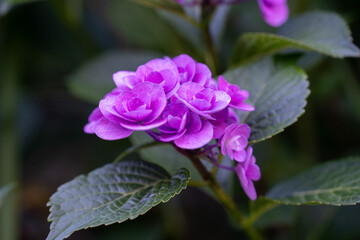 梅雨時期の紫陽花