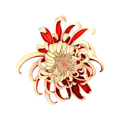 Vibrant Red and White Chrysanthemum Watercolor