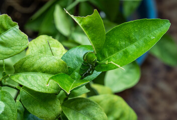 柑橘類の葉を食べるアゲハ蝶の幼虫