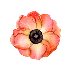 Vibrant Watercolor Anemone Flower