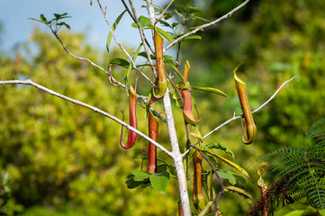 Tropical Pitcher Plants (Nepenthes) climbing on green foliage in the wild.