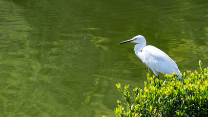 White egret standing beside green water in tranquil natural setting