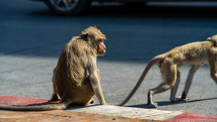 Monkeys sitting and walking along roadside in urban environment