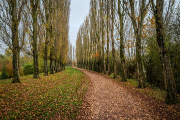 Obraz premium A winding footpath lined with tall trees on a cloudy day, with most leaves fallen and a few remaining on the branches