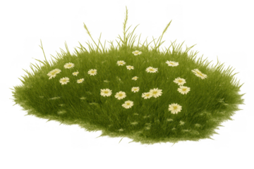 Green grass patch with white daisies and wildflowers growing, isolated on a transparent background, spring nature element