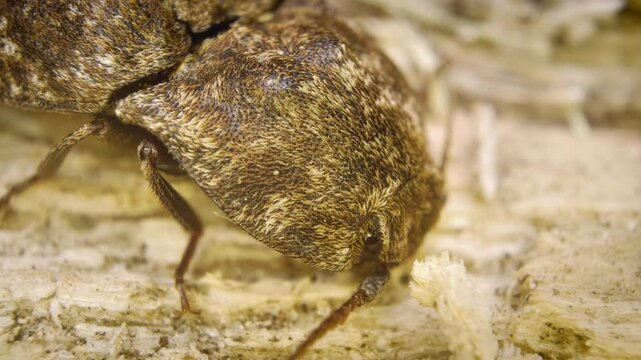 Extreme close-up of the mottled dingy-brown click beetle (Agrypnus murinus), a click beetle species in the family Elateridae.
