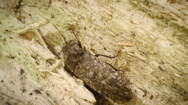 Close-up of the mottled dingy-brown click beetle (Agrypnus murinus) in its natural habitat