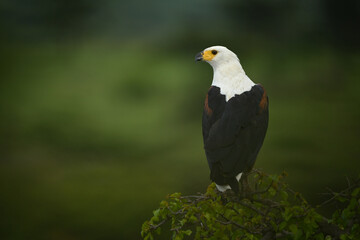 African fish eagle on bush turns head