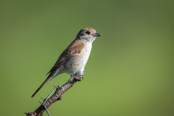 Ashy cisticola in profile on thorny branch