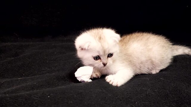 adorable white Scottish Fold kitten with folded ears pounces on a small piece of crumpled paper. The kitten's playful behavior is captured against a solid black textured backdrop, emphasizing its soft