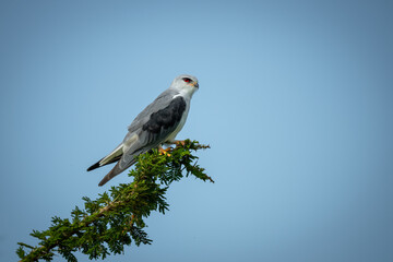 Black-winged kite with catchlight on diagonal branch