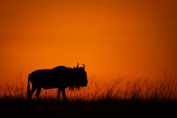 Blue wildebeest standing in silhouette on skyline